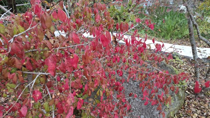 【浄化の結果】耳の聞こえが！手の痒みが！右の脇腹の痛みが！息がしやすく！右の腰の痛みが！