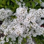 【日常の浄化】再検査！？　影が消えた驚きの検査結果！