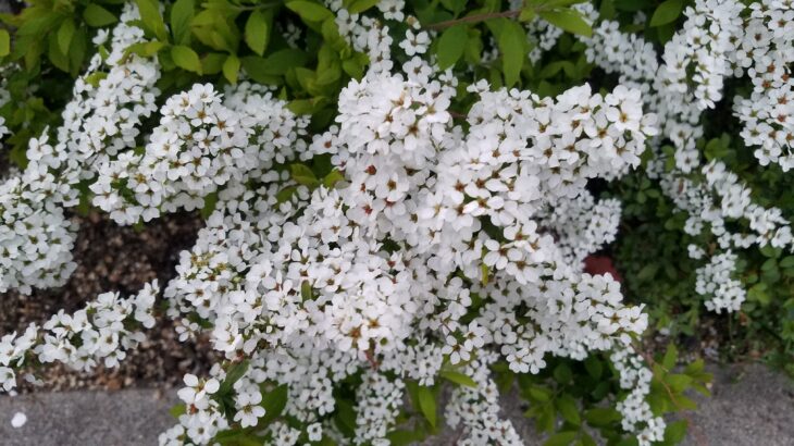 【日常の浄化】再検査！？　影が消えた驚きの検査結果！