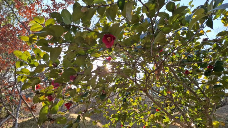 見えにくい目が！食欲不振が！右膝の痛みが！解決❤️　“心配しない”良い結果とは❣️